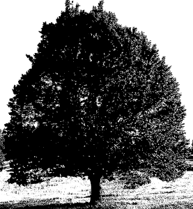linden-tree-graphic